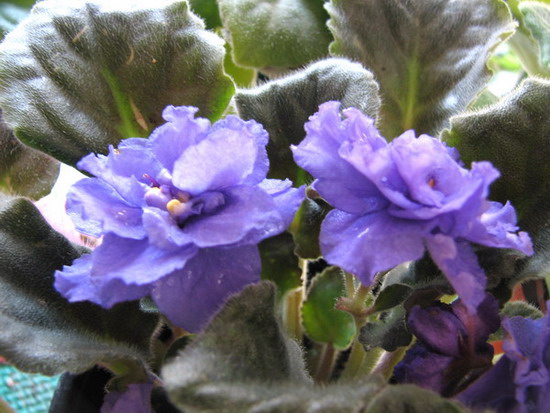 ���¼ҵ�������