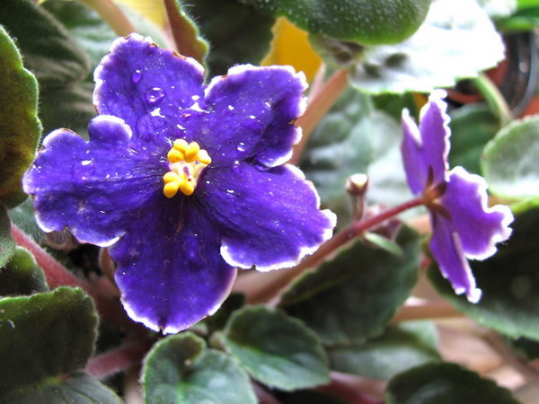 ���¼ҵ�������