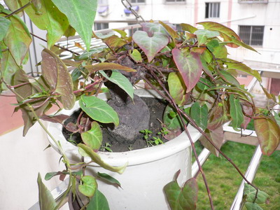 [ԭ��]������