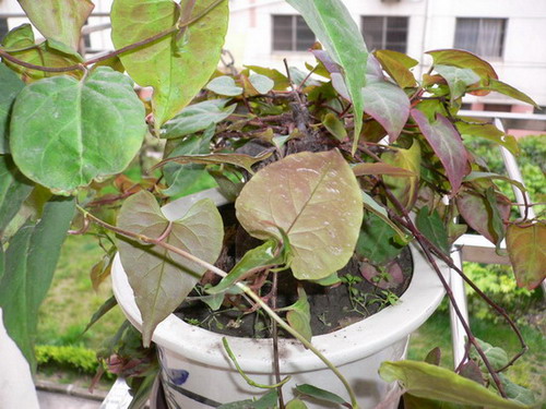 [ԭ��]������