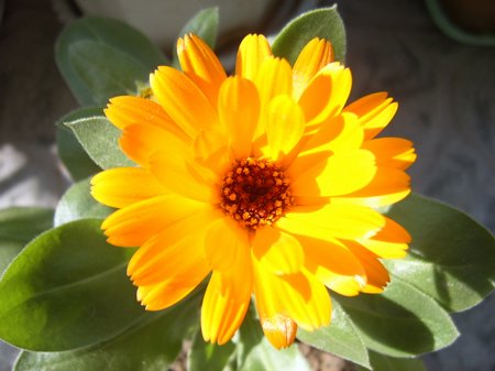 �ﲥ�Ļ����쿪