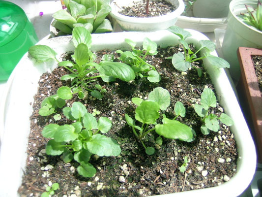 ��֮�ﲥ�ɹ�