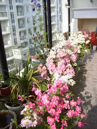 �ﲥ�Ļ����쿪