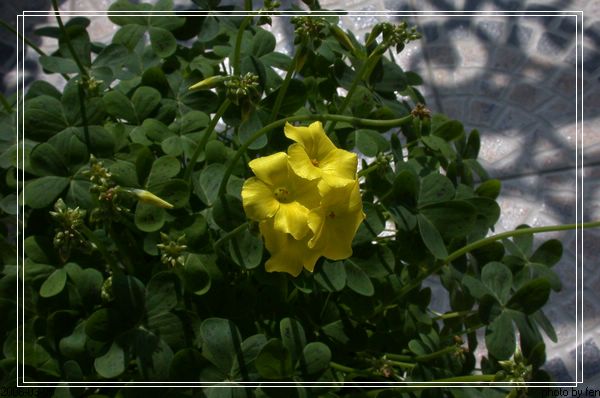 �������������ƻ������л�����