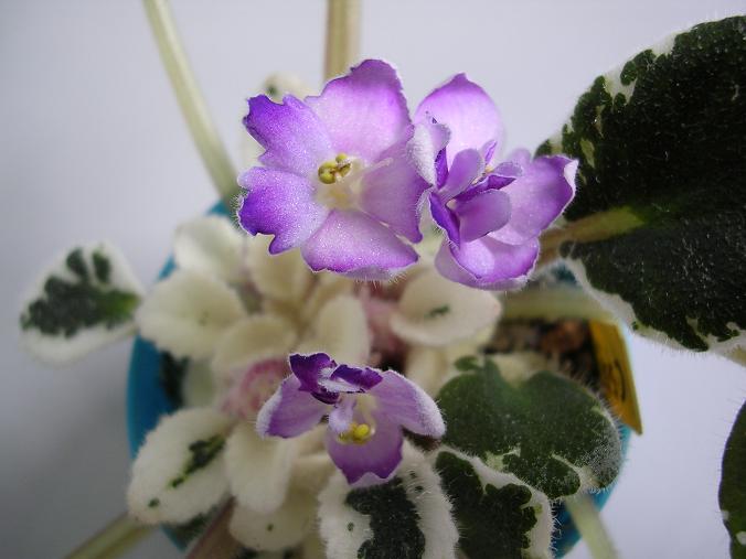 [��ˮ]��������ˮ��