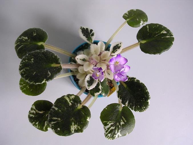 [��ˮ]��������ˮ��