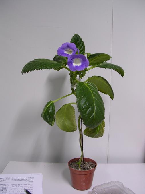 [����]����̦��������