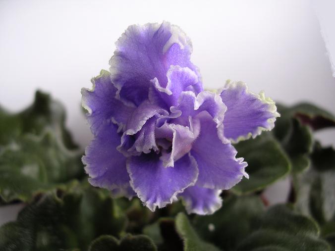 [��ˮ]��������ˮ��