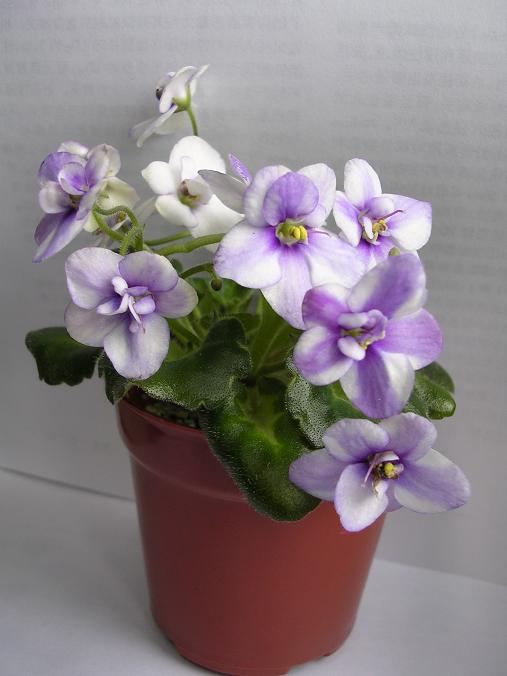 [��ˮ]��������ˮ��