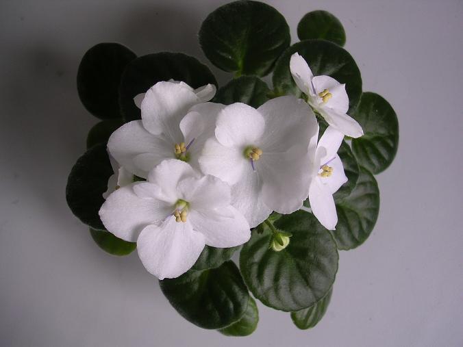 [��ˮ]��������ˮ��