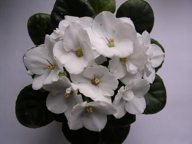 [��ˮ]��������ˮ��