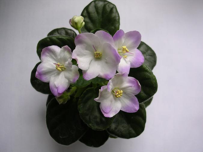 [��ˮ]��������ˮ��