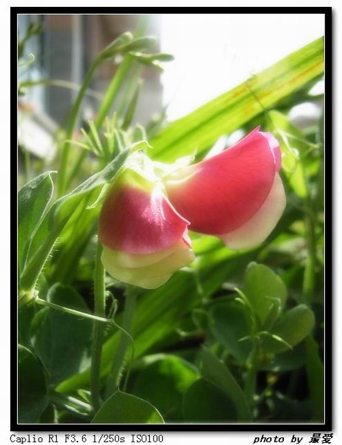 ��ħ�����ޣ��ﲥ�Ĵ�����ħ��