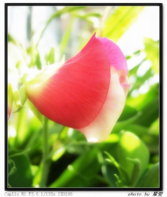 ��ħ�����ޣ��ﲥ�Ĵ�����ħ��