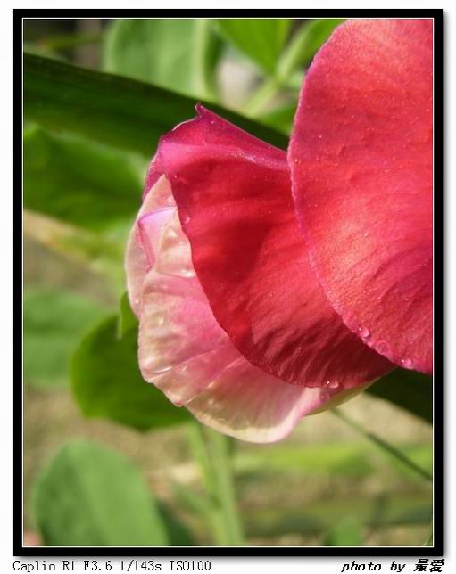 ��ħ�����ޣ��ﲥ�Ĵ�����ħ��