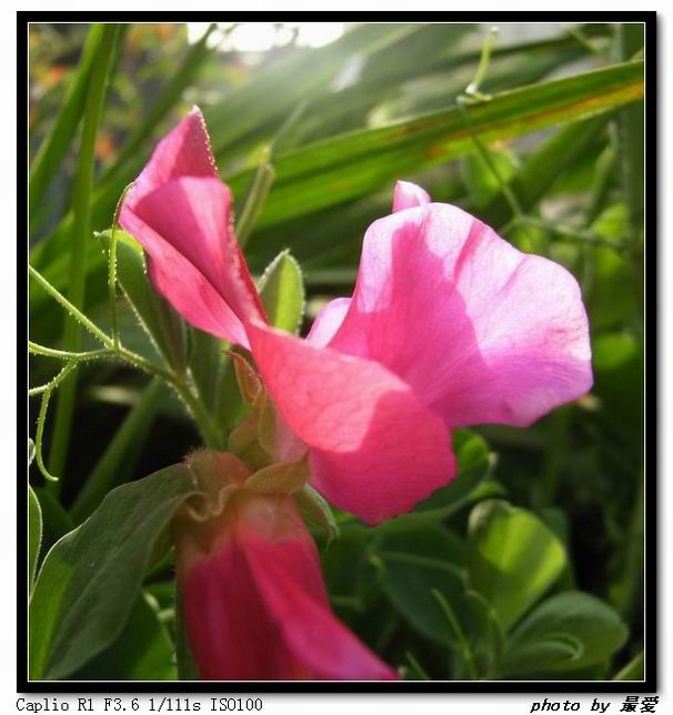 ��ħ�����ޣ��ﲥ�Ĵ�����ħ��