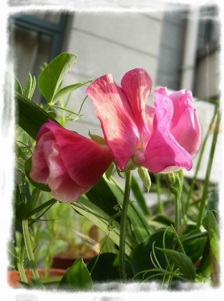 ��ħ�����ޣ��ﲥ�Ĵ�����ħ��