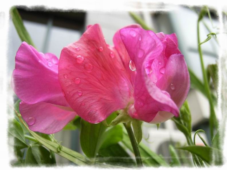 ��ħ�����ޣ��ﲥ�Ĵ�����ħ��