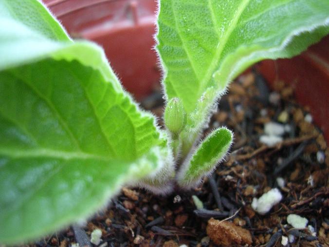 [����]����̦��������