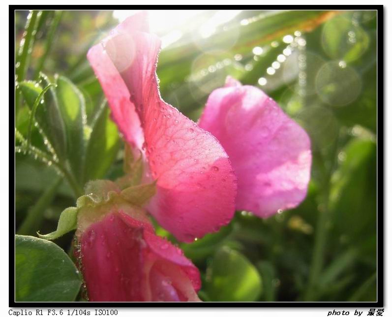 ��ħ�����ޣ��ﲥ�Ĵ�����ħ��