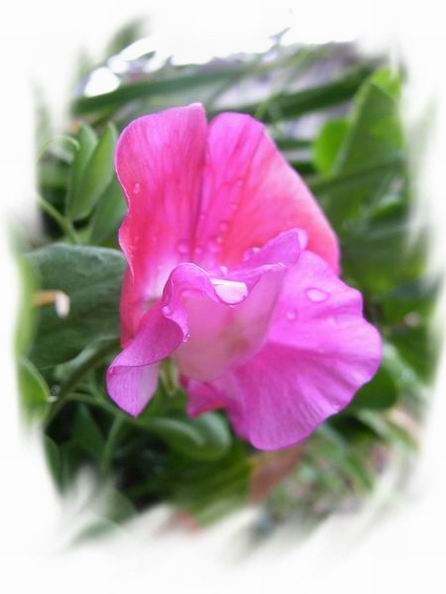 ��ħ�����ޣ��ﲥ�Ĵ�����ħ��