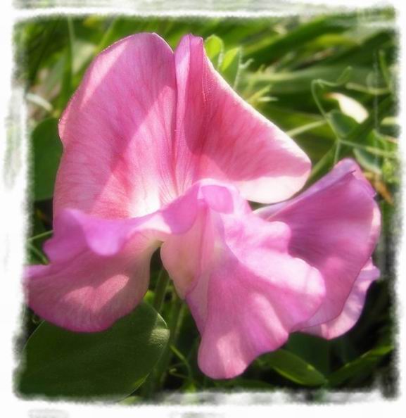 ��ħ�����ޣ��ﲥ�Ĵ�����ħ��