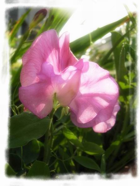 ��ħ�����ޣ��ﲥ�Ĵ�����ħ��