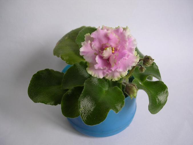 [��ˮ]��������ˮ��