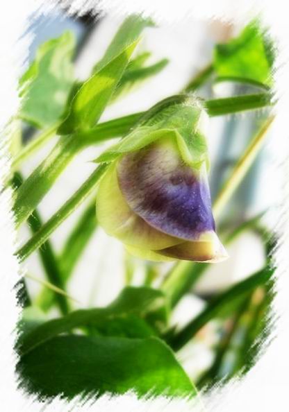 ��ħ�����ޣ��ﲥ�Ĵ�����ħ��