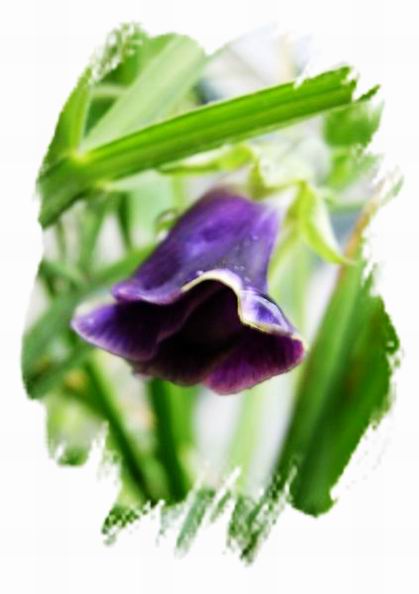 ��ħ�����ޣ��ﲥ�Ĵ�����ħ��