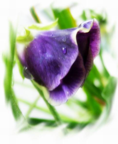 ��ħ�����ޣ��ﲥ�Ĵ�����ħ��