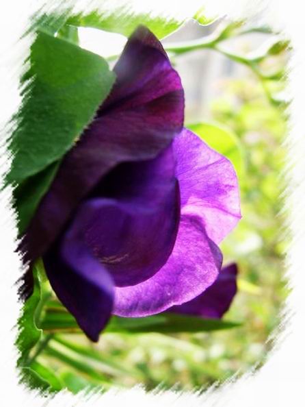 ��ħ�����ޣ��ﲥ�Ĵ�����ħ��