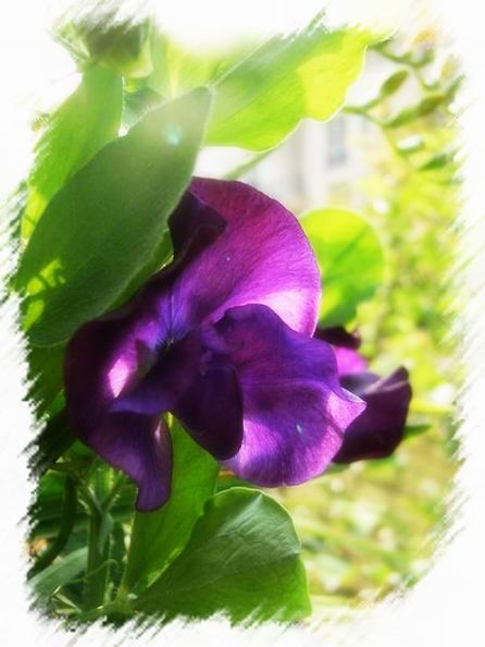 ��ħ�����ޣ��ﲥ�Ĵ�����ħ��