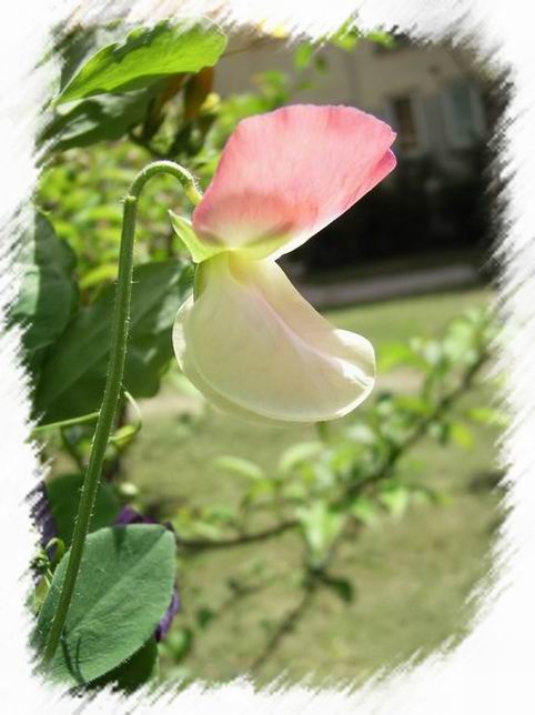 ��ħ�����ޣ��ﲥ�Ĵ�����ħ��