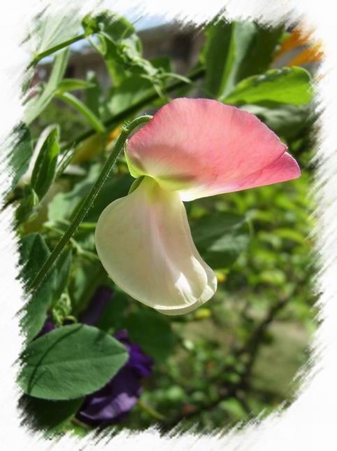 ��ħ�����ޣ��ﲥ�Ĵ�����ħ��