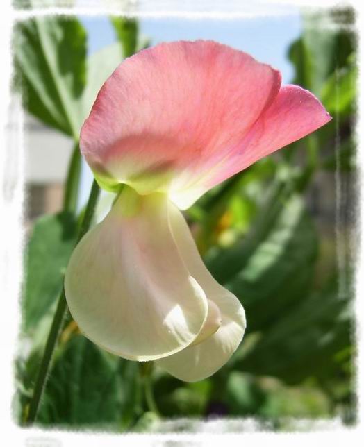 ��ħ�����ޣ��ﲥ�Ĵ�����ħ��