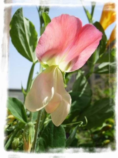 ��ħ�����ޣ��ﲥ�Ĵ�����ħ��