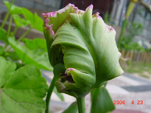 ������Ũ-���İ�ϻ��ֿ�