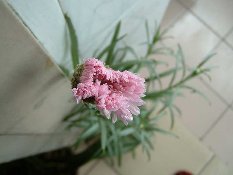 �ﲥ�Ļ����쿪