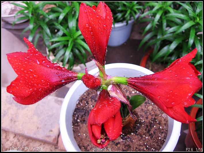 �춥��--��ʨ