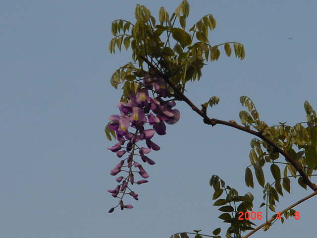 ����СԺ����P6 DIYͥԺˮ��