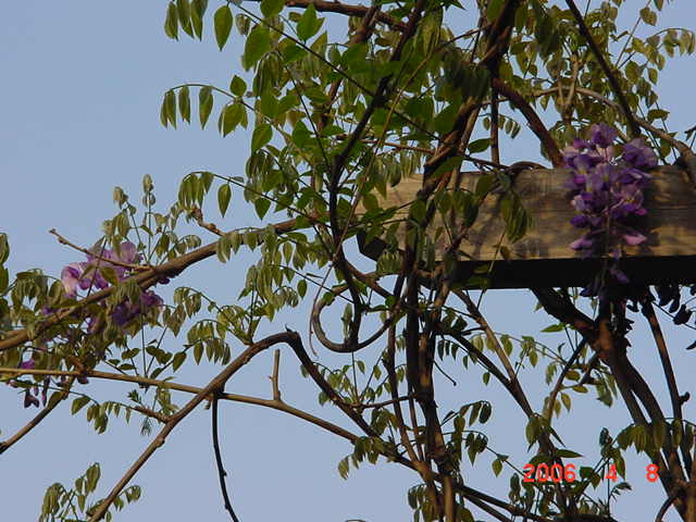 ����СԺ����P6 DIYͥԺˮ��