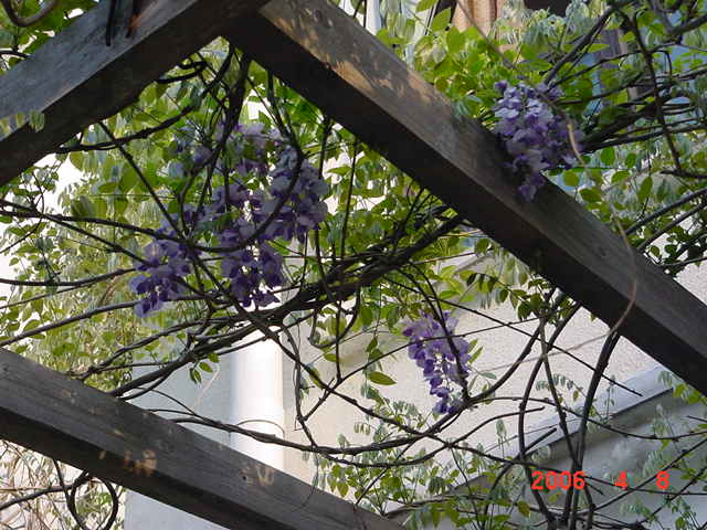 ����СԺ����P6 DIYͥԺˮ��