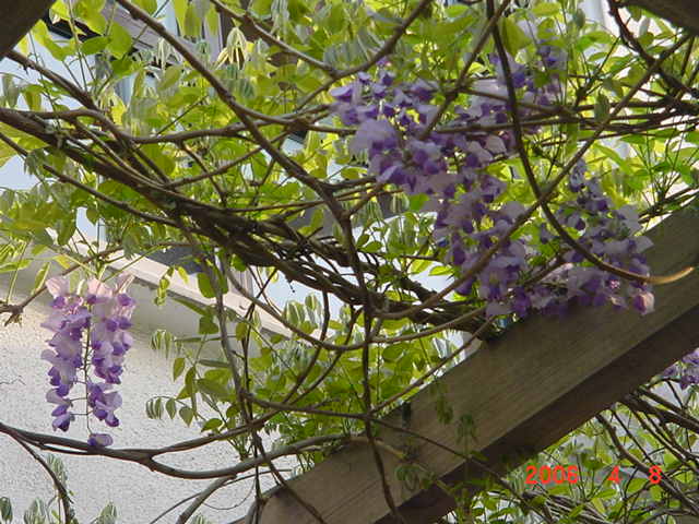 ����СԺ����P6 DIYͥԺˮ��