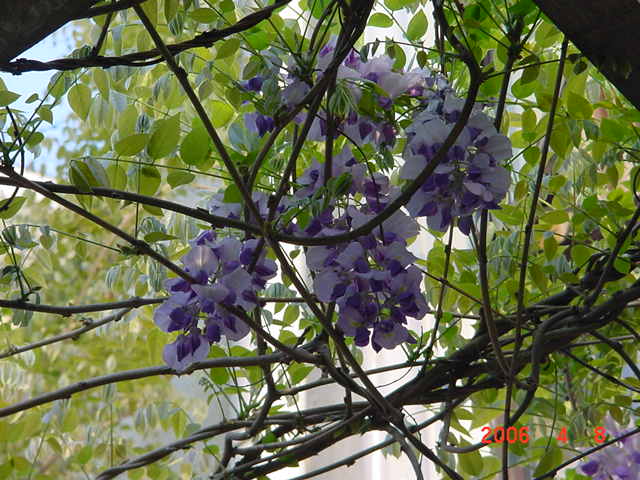 ����СԺ����P6 DIYͥԺˮ��