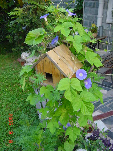 ����СԺ����P6 DIYͥԺˮ��