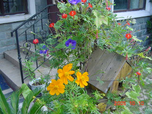 ����СԺ����P6 DIYͥԺˮ��