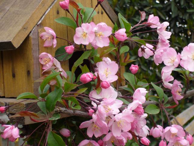 ����СԺ����P6 DIYͥԺˮ��