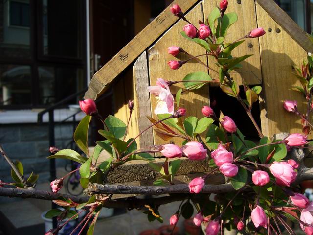 ����СԺ����P6 DIYͥԺˮ��