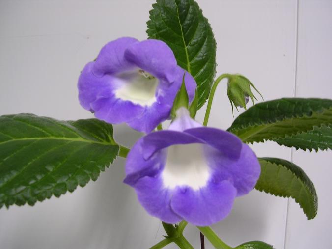 [����]����̦��������